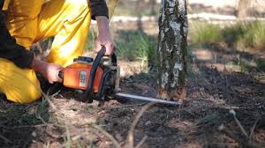 Reliable Twin City, GA Tree Services Solutions